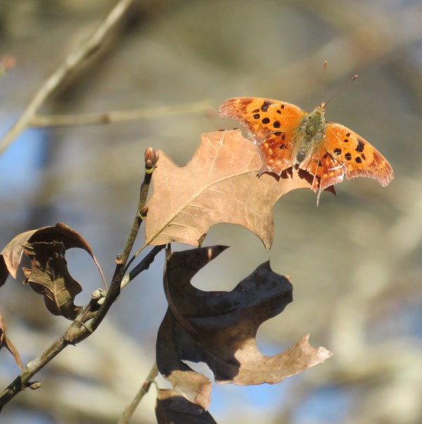 Bringing beauty to last year's leaves.