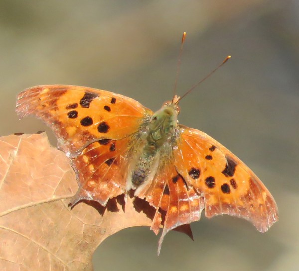 Missing some pieces.