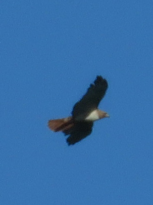 red-tailed hawk in flight