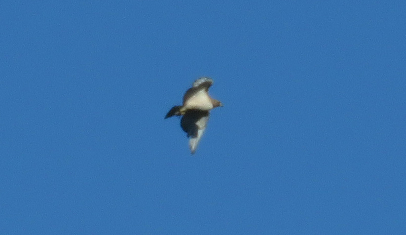 red-tailed hawk in flight