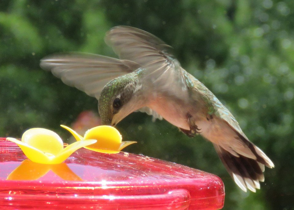 hummingbird