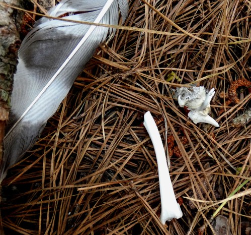 hawk feather and bone fragments