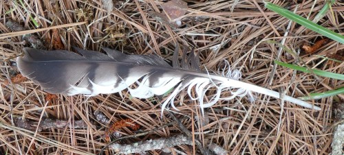 hawk feather