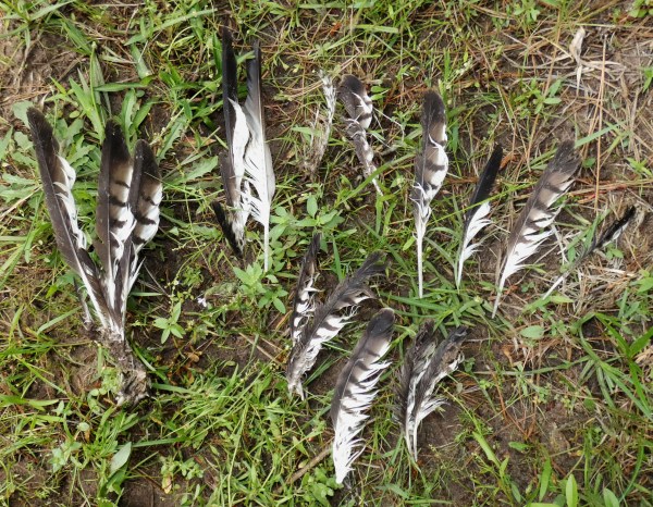 scattered hawk feathers