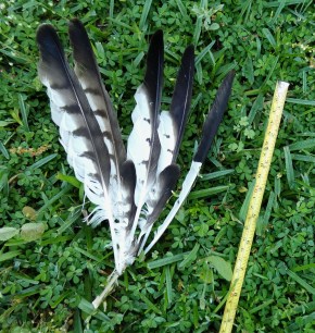 hawk feather clump with measuring tape