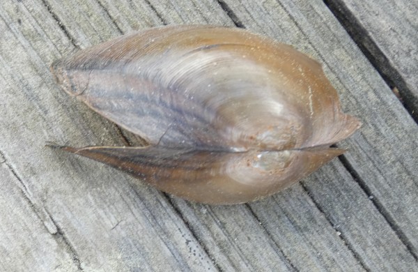mussel shell