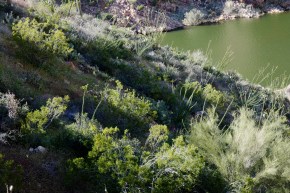 desert plants in shades of green