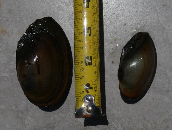 two pond mussel shells with measuring tape