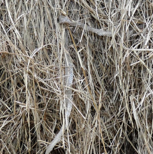 snake skin in hay bale