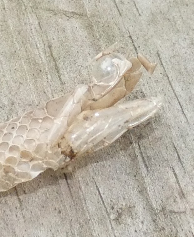 snake skin head detail