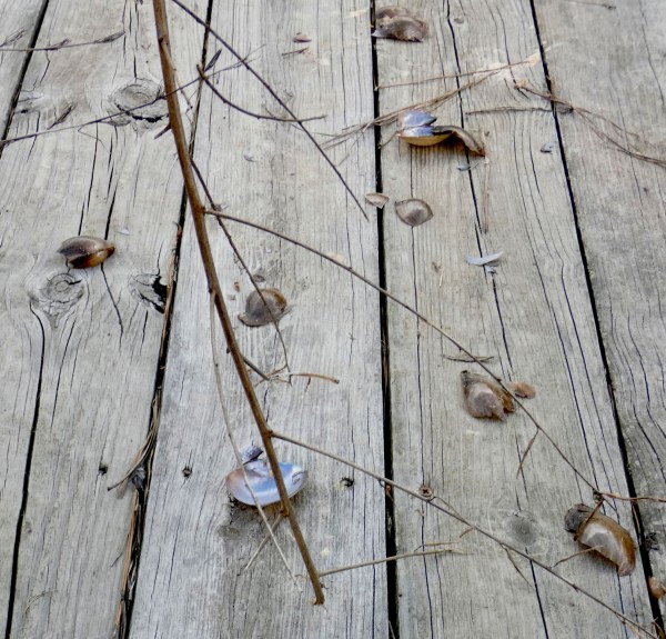 pond mussel shells on dock
