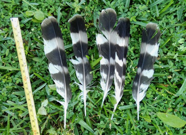 tail feathers of hawk