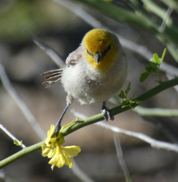 a Verdin, Auriparus flaviceps