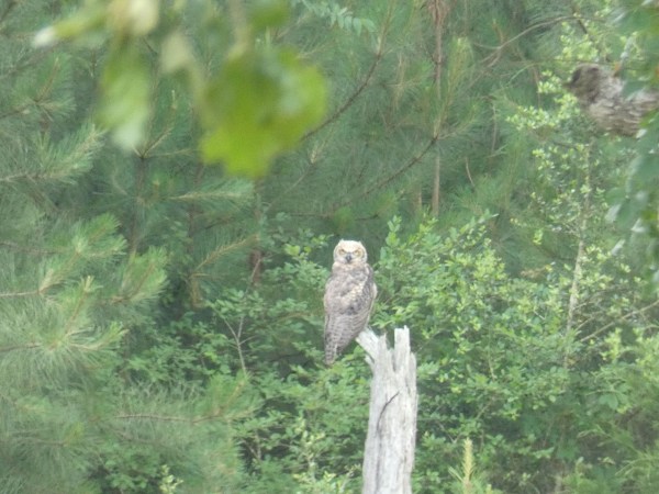 Great Horned Owl fledgling on tree stump.