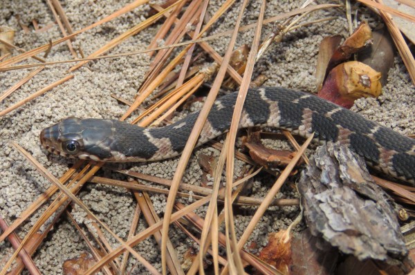 Plain-bellied Snake, Nerodia erythrogaster, juvenile