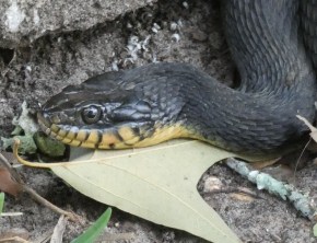 Yellow-bellied Water Snake