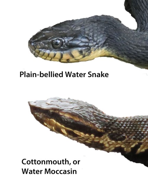 comparison of heads of Water Snake and Cottonmouth