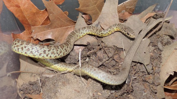 Eastern Yellow-bellied Racer juvenile, Coluber constrictor flaviventrus.