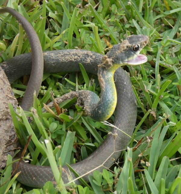 Eastern Yellow-bellied Racer, Coluber constrictor flaviventrus.