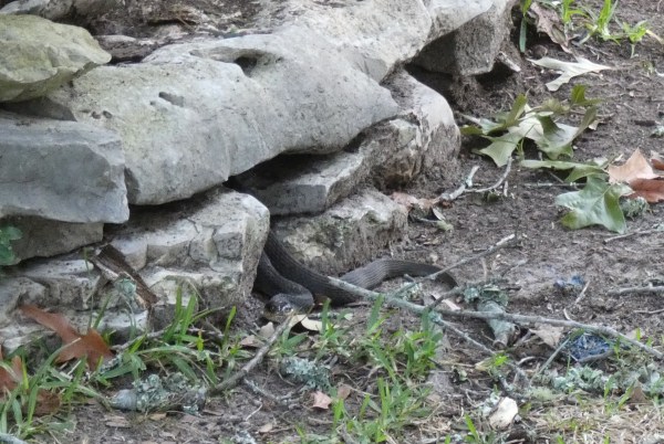 snake hiding in rocks