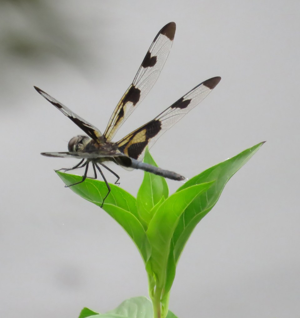banded pennant male