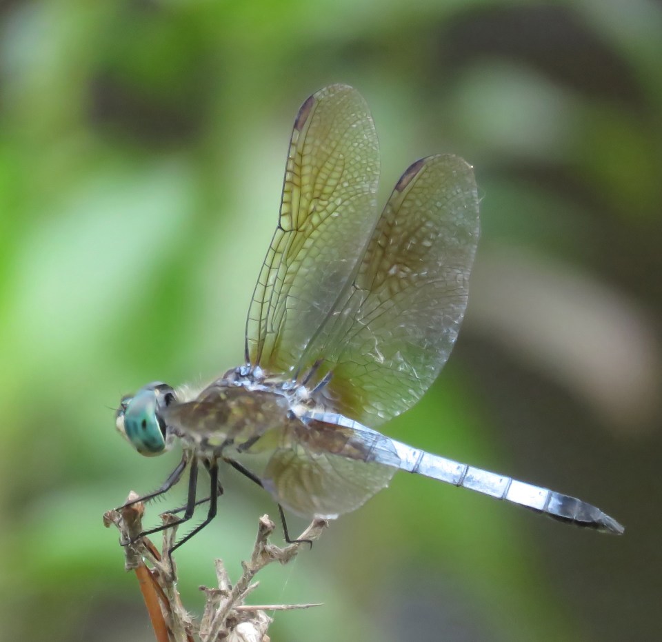 blue dasher male