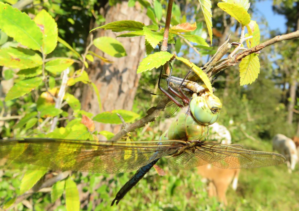 dragonfly eating a smaller dragonfly