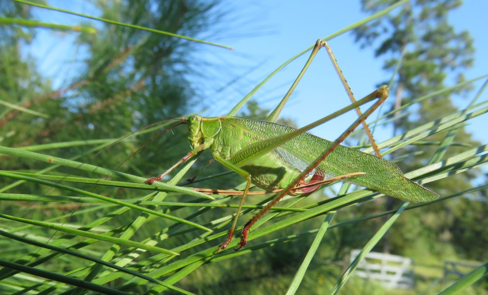 katydid