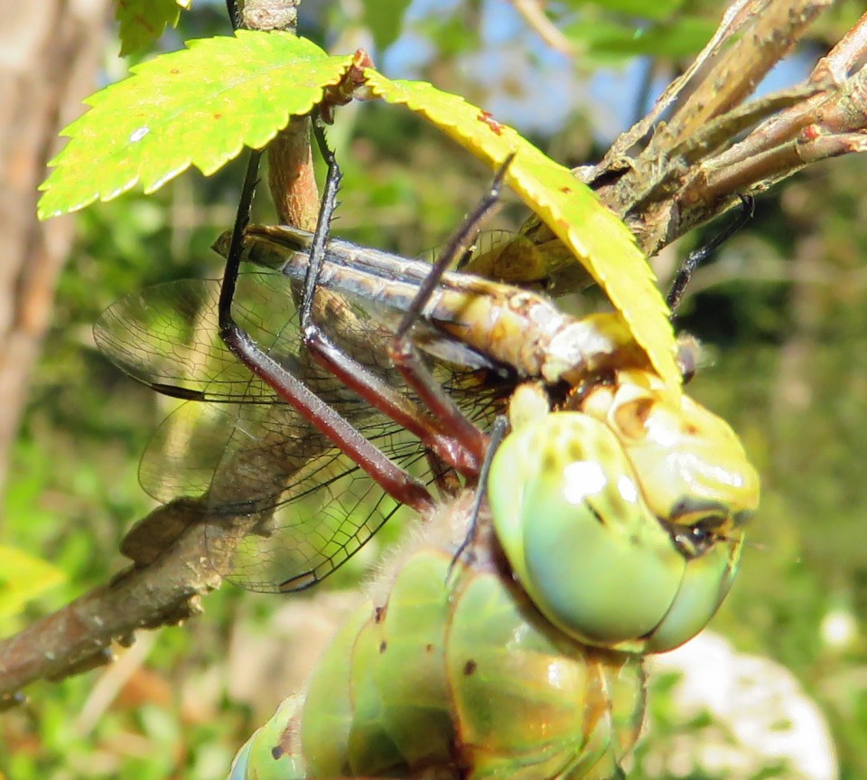 dragonfly eating a smaller dragonfly
