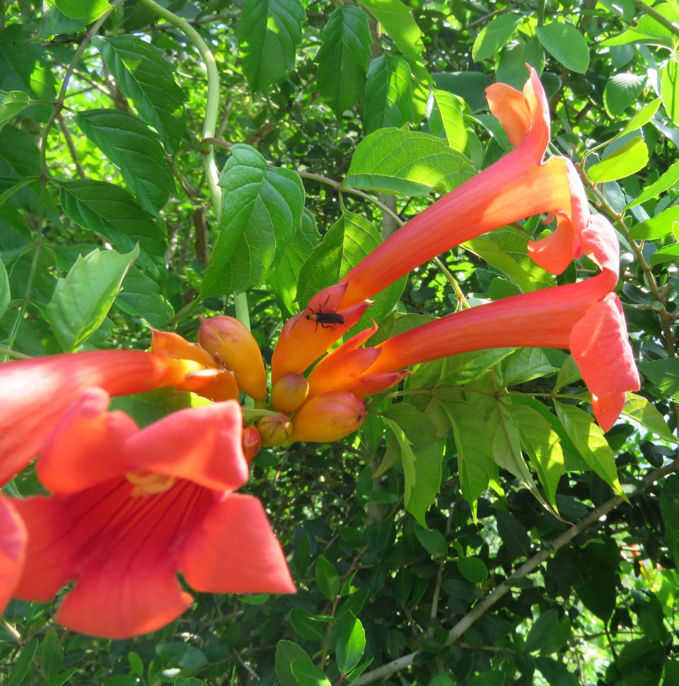 trumpet vine blooms