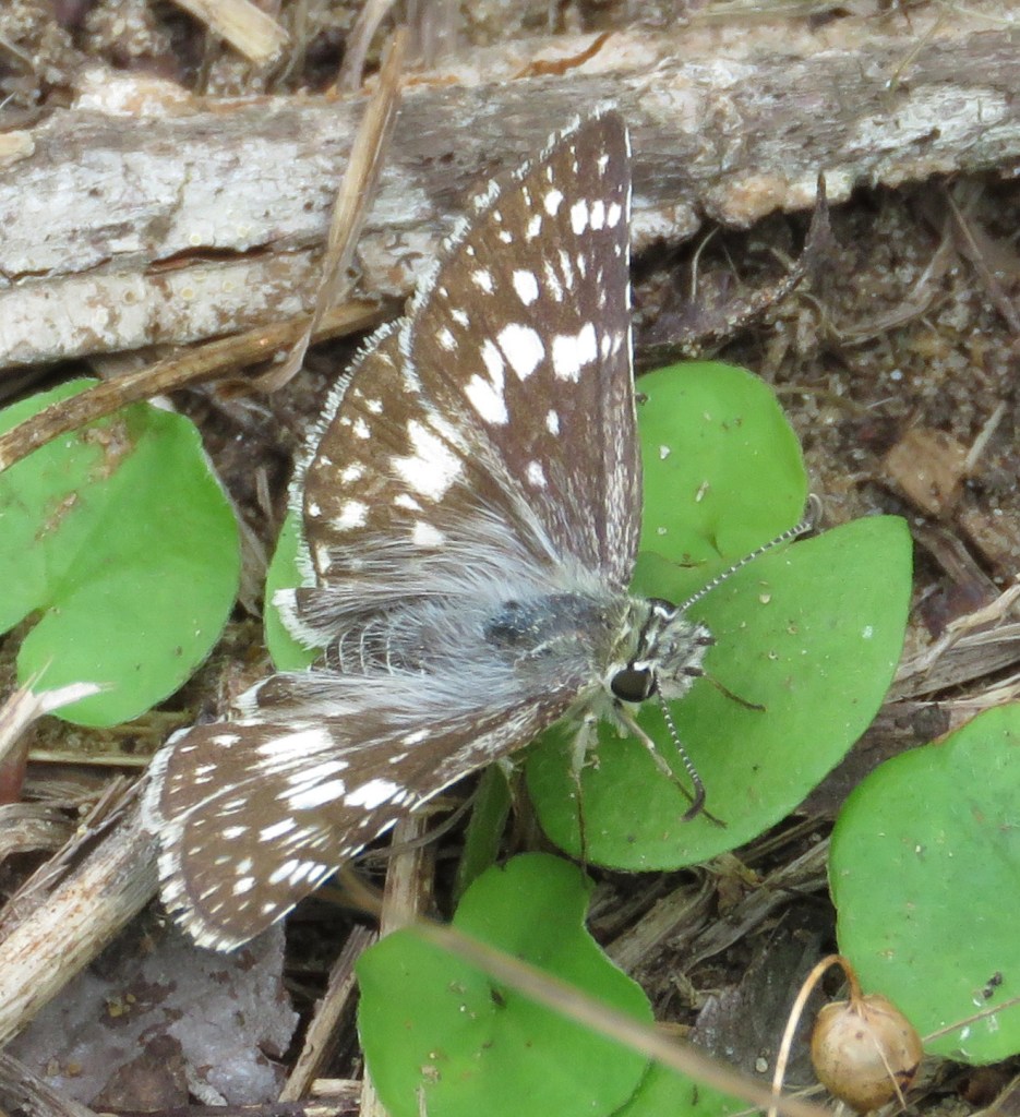 common checkered skippert