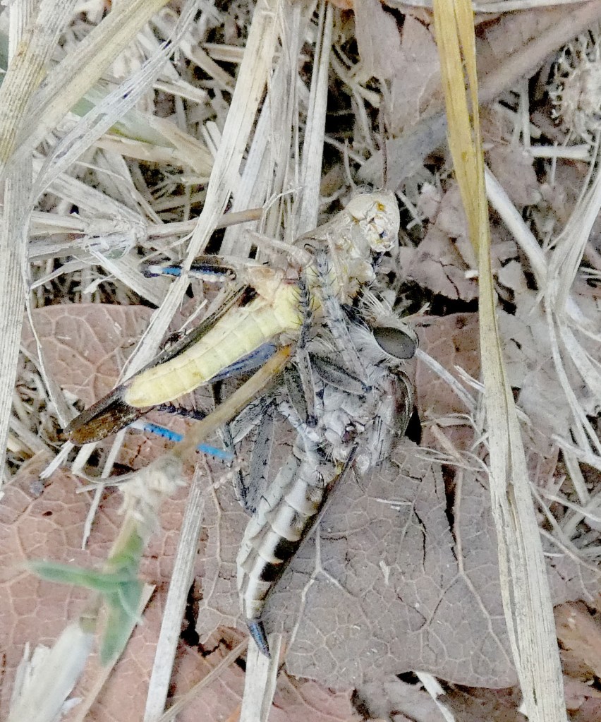 robber fly and grasshopper