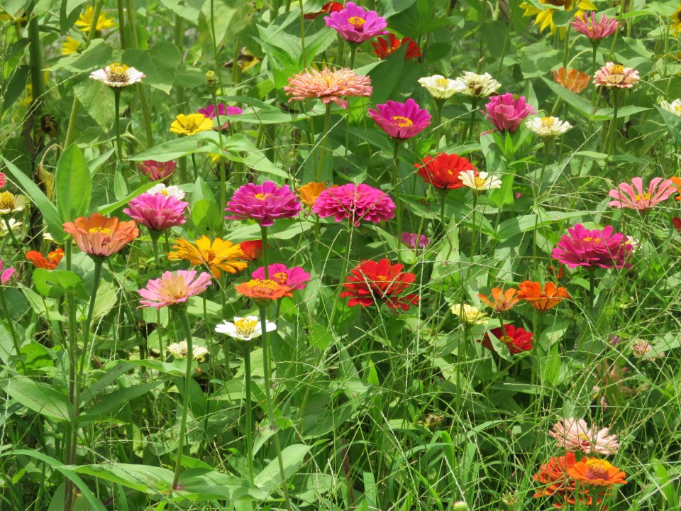 zinnias