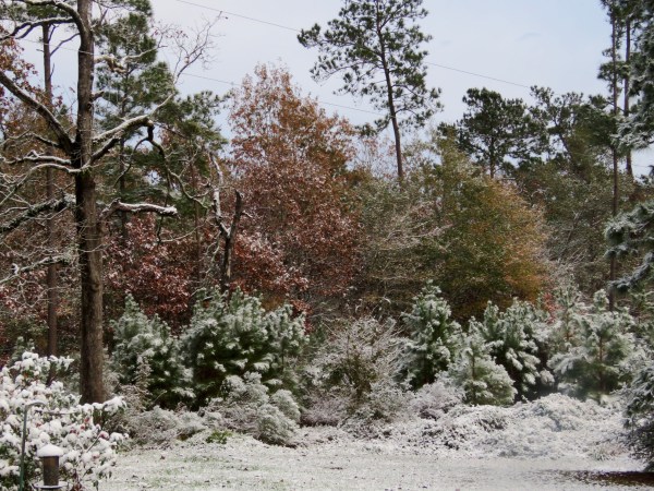 light dusting of snow on trees