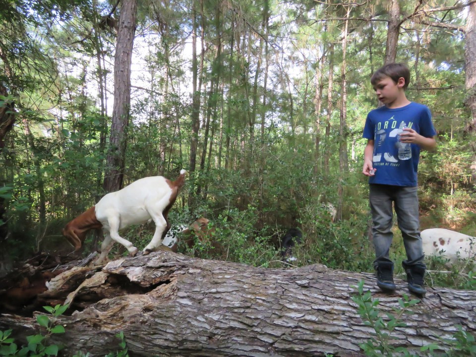 goat and boy on log