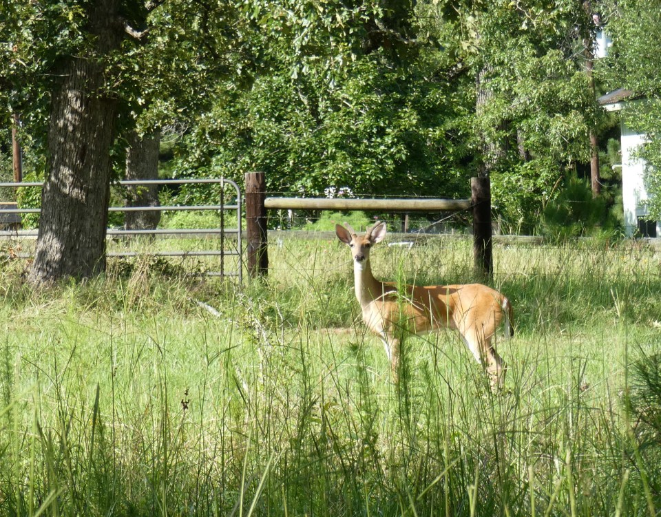 young whitetail buck