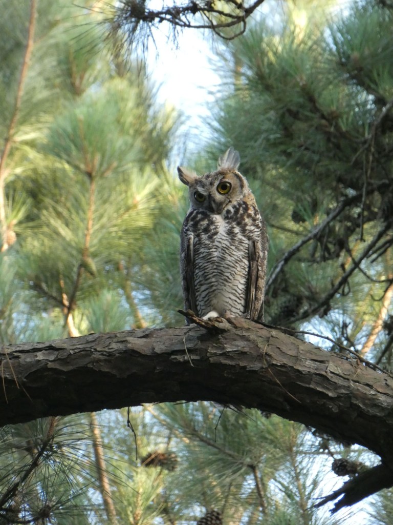 great horned owl
