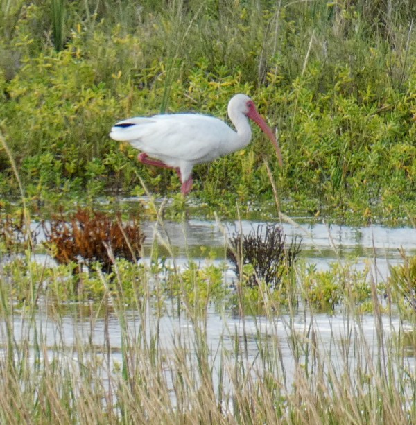 white ibis