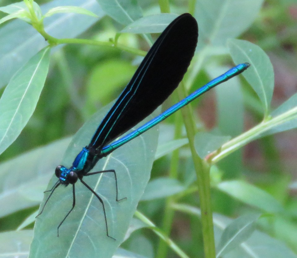 ebony jewelwing