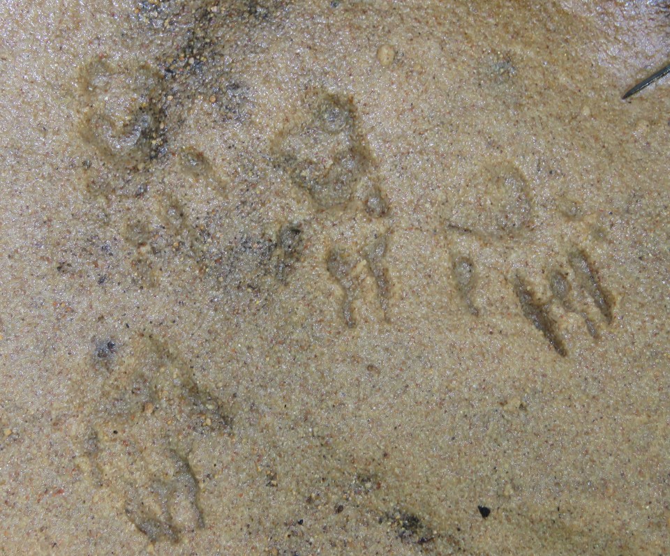 animal tracks