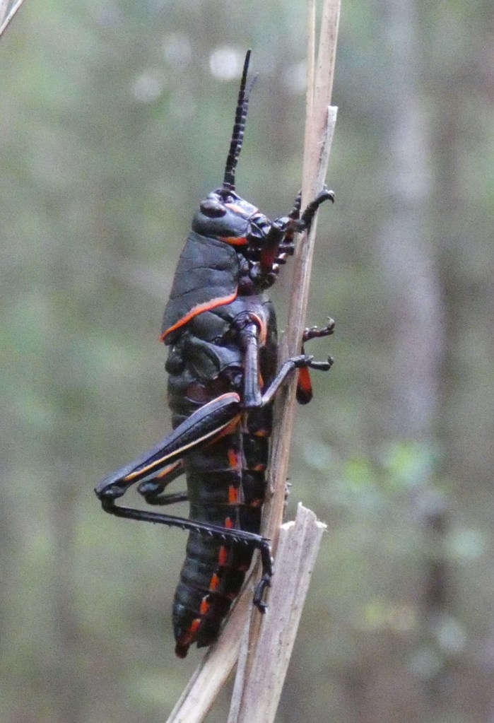 juvenile eastern lubber grasshopper