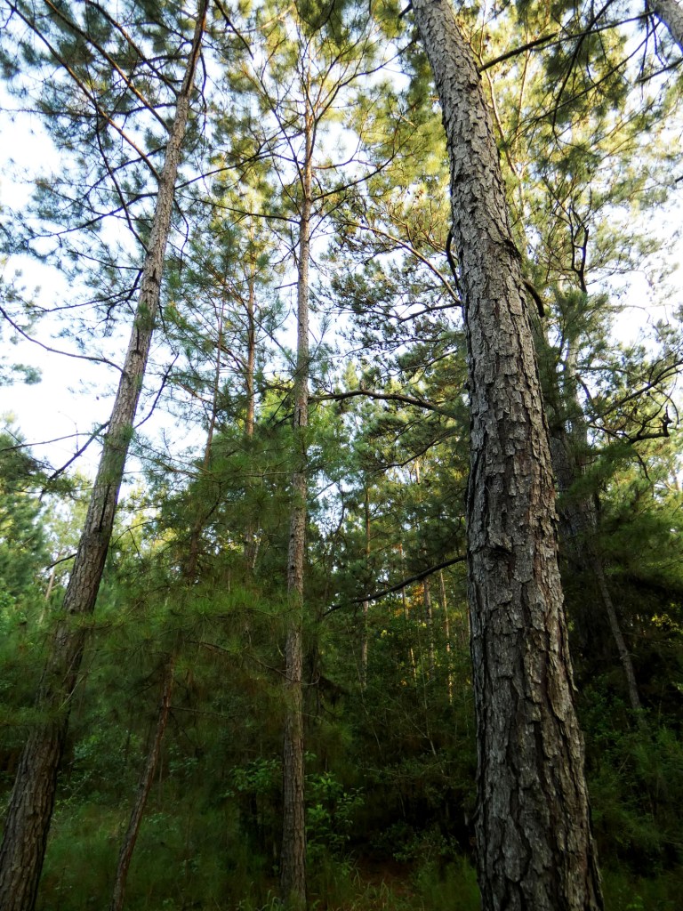 loblolly pines with great horned owl