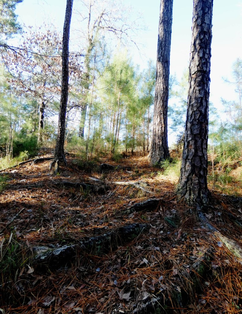 roots on a creek bank