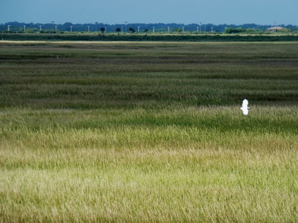 snowy egret flying over acres of saltgrass
