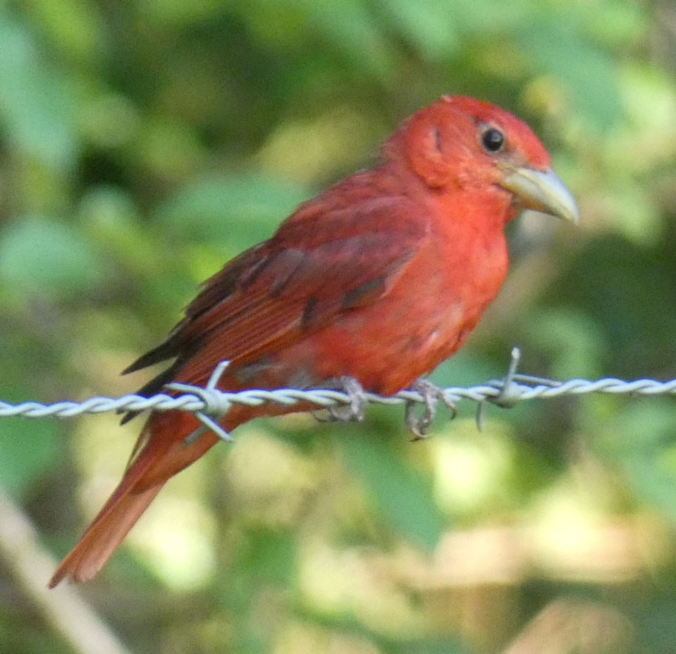 summer tanager