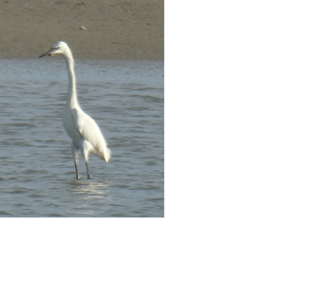 reddish egret chasing fish