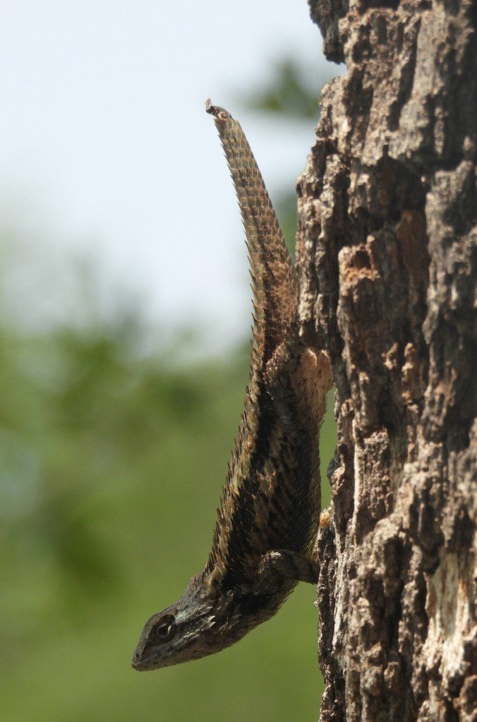 a lizard in profile